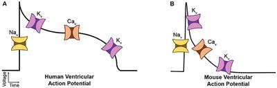 Simulation Modeling of Reduced Glycosylation Effects on Potassium Channels of Mouse Cardiomyocytes